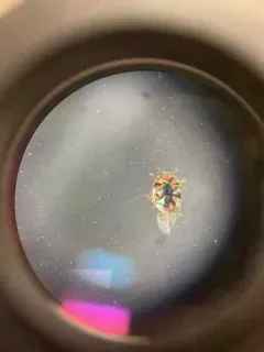 Firefly Duskyling thumbnail 4