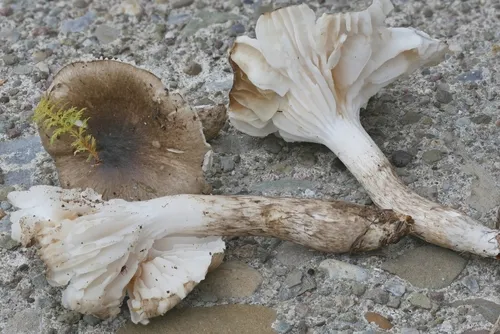 Hygrophorus canadensis