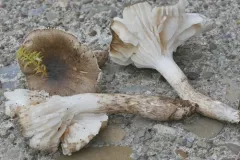 Hygrophorus canadensis thumbnail 1