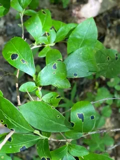 Rhytisma decolorans thumbnail 3