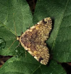 Greater Idia Moth thumbnail 4