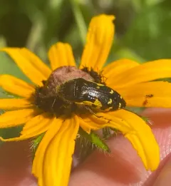 Flat-headed Baldcypress Sapwood Beetle thumbnail 4