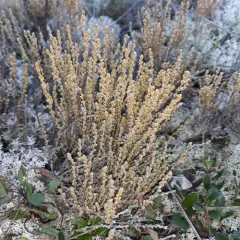 woolly beachheather thumbnail 1