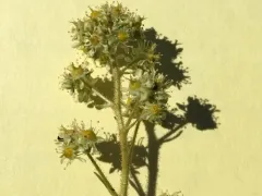 Strawberry-leaf Saxifrage thumbnail 3