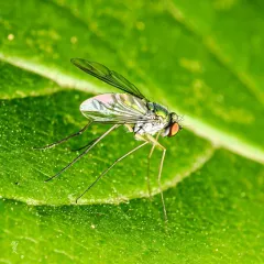 Condylostylus sipho thumbnail 4