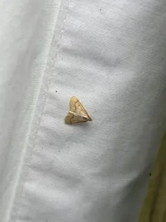 Helvibotys helvialis thumbnail 2