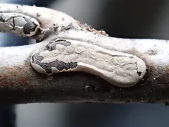 Polyschismium carestianum thumbnail 2