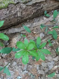 Martagon Lily thumbnail 3