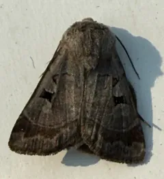 Feltia mollis thumbnail 4