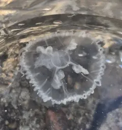 Common Freshwater Jellyfish thumbnail 4