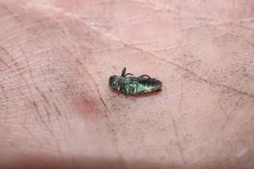 Chrysobothris pseudotsugae