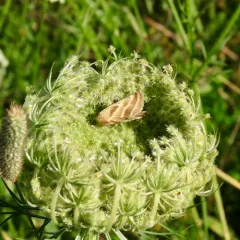 Three-lined Flower Moth thumbnail 2