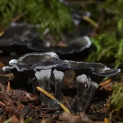Phellodon atratus thumbnail 4