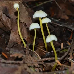 Yellowleg Bonnet thumbnail 4