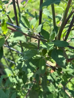 Striped Goosefoot thumbnail 3