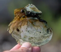 Yellow Lampmussel thumbnail 3
