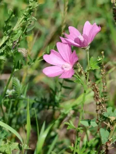 Royal Mallow thumbnail 3