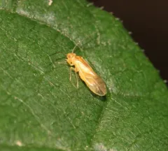 yellow barklouse thumbnail 4