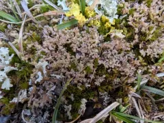 Frosted Finger Lichen thumbnail 3
