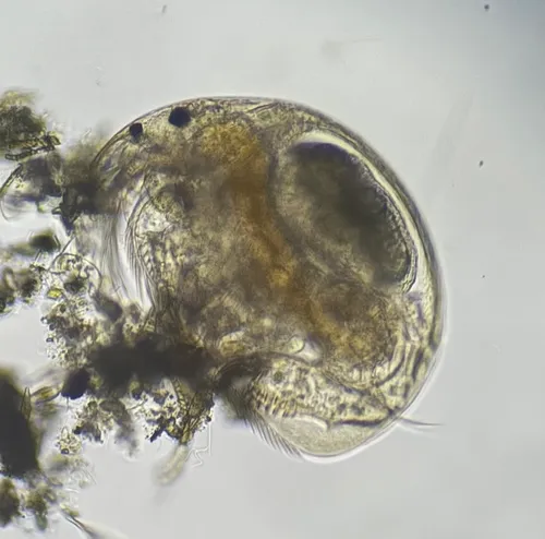 Alona setulosa