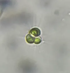 Micractinium pusillum thumbnail 3