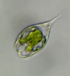 Monomorphina pyrum thumbnail 4