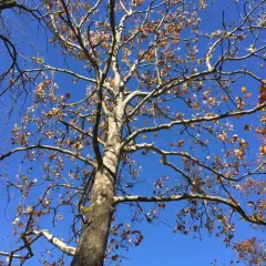 American sycamore thumbnail 2