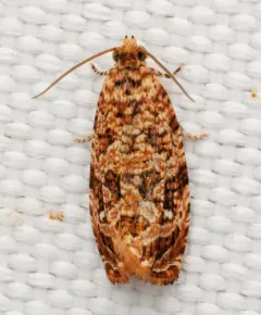 Labyrinth Moth thumbnail 3
