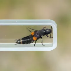 Red-spotted Rove Beetle thumbnail 3