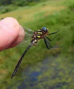 Plains Emerald thumbnail 4