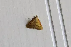 Helvibotys helvialis thumbnail 3