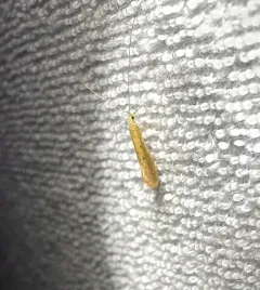 Nectopsyche pavida thumbnail 3