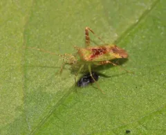 Phytocoris tibialis thumbnail 4