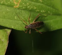Collaria oculata thumbnail 2