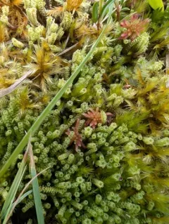 Tufted Fen-moss thumbnail 4