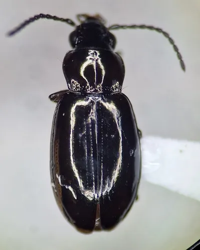 Lionepha erasa