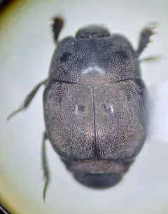Hypocaccus estriatus thumbnail 3