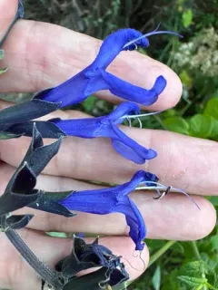 Anise-scented sage thumbnail 2