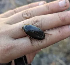 Giant green water beetle thumbnail 4