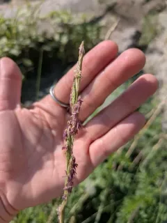 alkali cord grass thumbnail 1