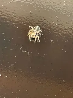 Habronattus festus thumbnail 4
