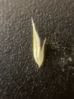 small sweet vernal grass thumbnail 4