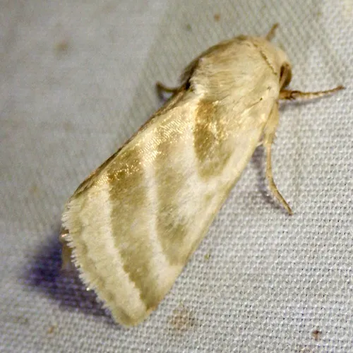 Three-lined Flower Moth