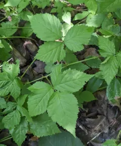 Steele's Dewberry thumbnail 3