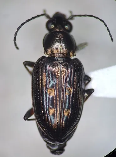 Bembidion hesperium