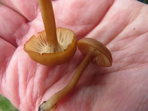 cinnamon navel
