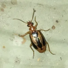 Lebia solea thumbnail 3