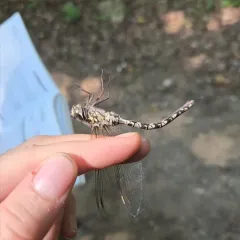 Mottled Darner thumbnail 4