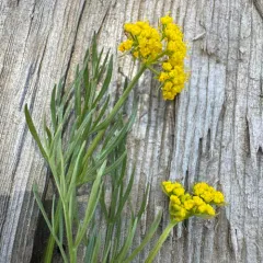 Knoke's Biscuitroot thumbnail 3