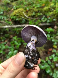 Thaxterogaster occidentalis thumbnail 3